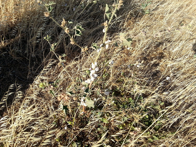 ... and during brown season there are "sleeping" snails literally everywhere.