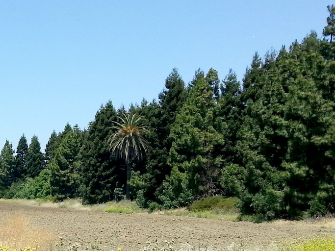 I found this view hilarious — a single palm tree surrounded by pine trees.