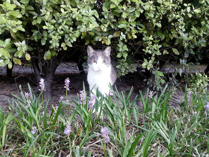 Google cat — a cat that can be seen around Google campus. It was very shy.