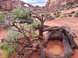 Those trees look dead and dry but they are actually not.