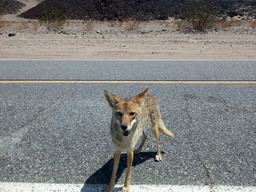 Death Valley is not dead — there are animals there!