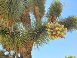 Joshua Tree seeds.