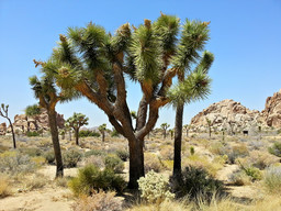 Elder Joshua Tree.