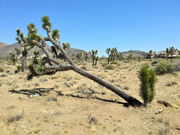 Nearly broken Joshua Tree but it still grows just fine.