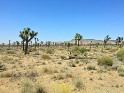 Joshua Tree National Park.